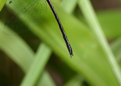 Austrophya mystica