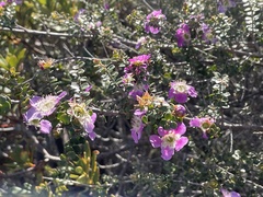 Leptospermum rotundifolium