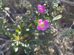 Leptospermum rotundifolium