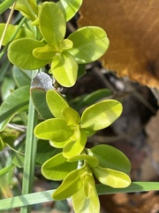 Ligustrum ovalifolium