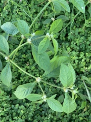Alternanthera ficoidea