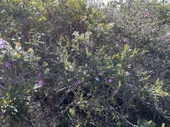 Leptospermum rotundifolium