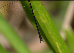 Austrophya mystica