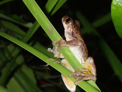 Litoria