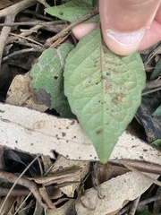 Acanthocheila visenda