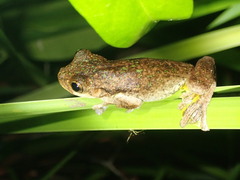 Litoria