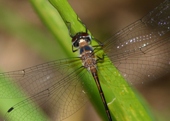Austrophya mystica