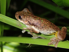 Litoria