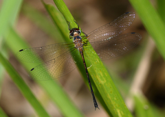 Austrophya mystica