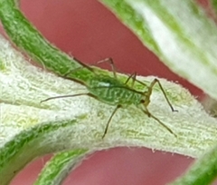 Macrosiphoniella