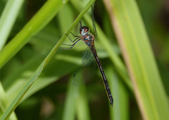 Austrophya mystica