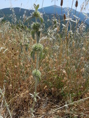 Marrubium incanum