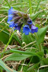 Pulmonaria longifolia