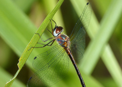 Austrophya mystica