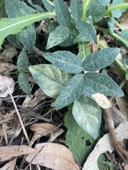Acanthocheila visenda