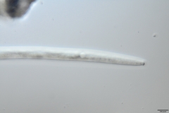 Bursaphelenchus xylophilus