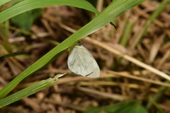 Pieris rapae crucivora