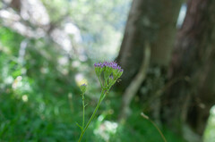 Adenostyles alliariae