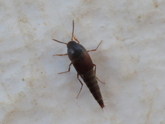 Sepedophilus