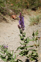 Salvia deserta