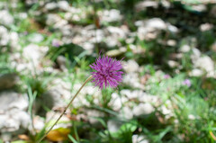 Carduus defloratus