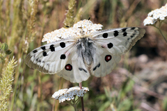 Parnassius apollo graslini