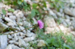 Carduus defloratus