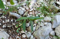 Carduus defloratus
