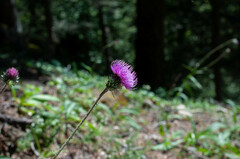 Carduus defloratus