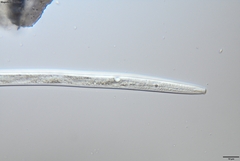 Bursaphelenchus xylophilus