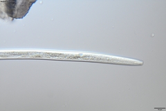 Bursaphelenchus xylophilus