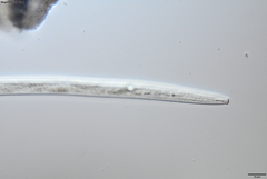 Bursaphelenchus xylophilus