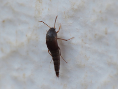 Sepedophilus