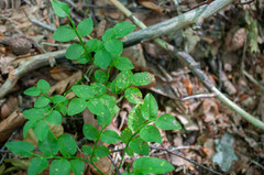 Naohidemyces vacciniorum