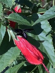 Xylocopa strandi
