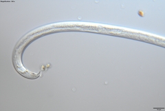 Bursaphelenchus xylophilus