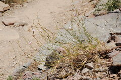 Acantholimon