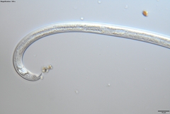 Bursaphelenchus xylophilus