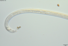 Bursaphelenchus xylophilus