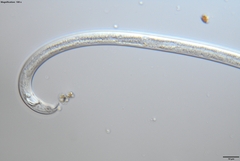 Bursaphelenchus xylophilus