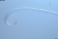 Bursaphelenchus xylophilus