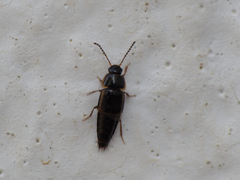 Tachinus marginellus