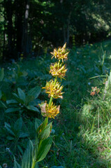 Gentiana lutea lutea