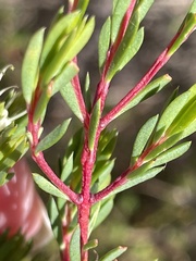 Darwinia