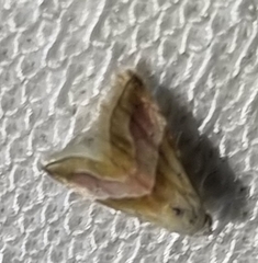 Eublemma roseana