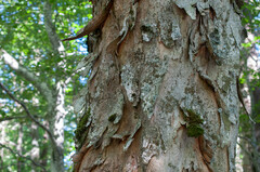 Acer pseudoplatanus