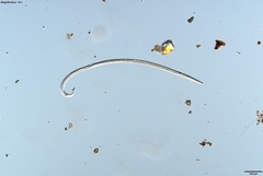 Bursaphelenchus xylophilus