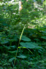 Hordelymus europaeus