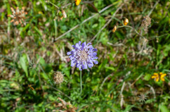 Scabiosa lucida