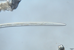 Bursaphelenchus xylophilus